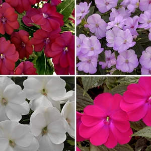 Impatiens SunPatiens Collection